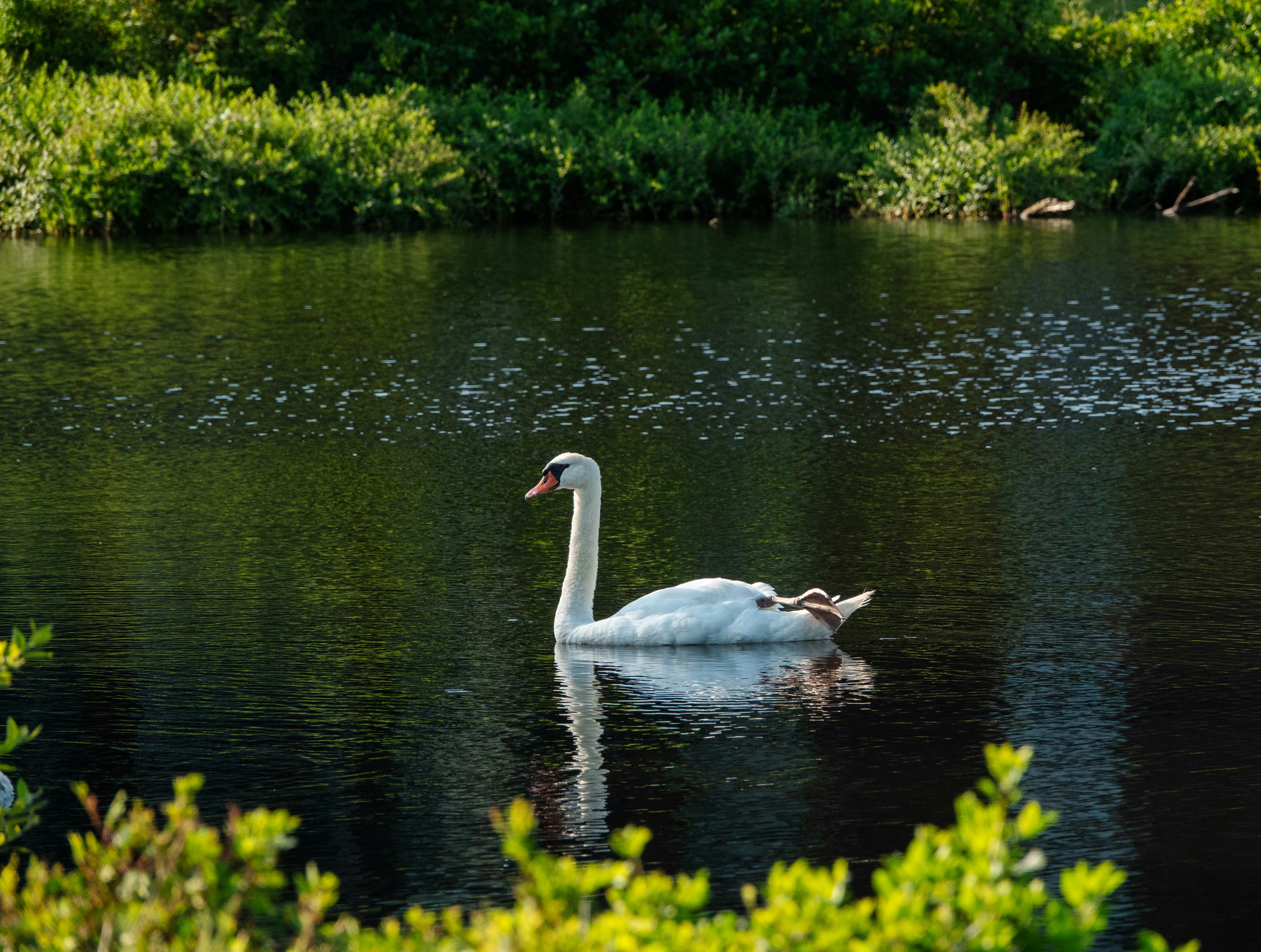 white swan on water during daytime